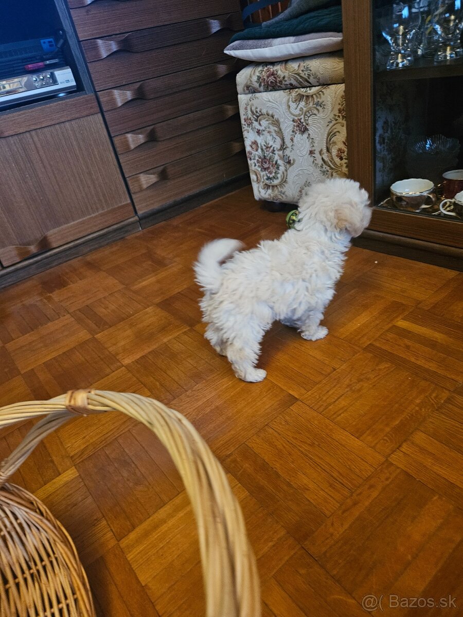 Pudel trpasličí - 2