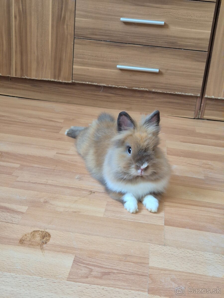Zákrslý králik teddy - 2