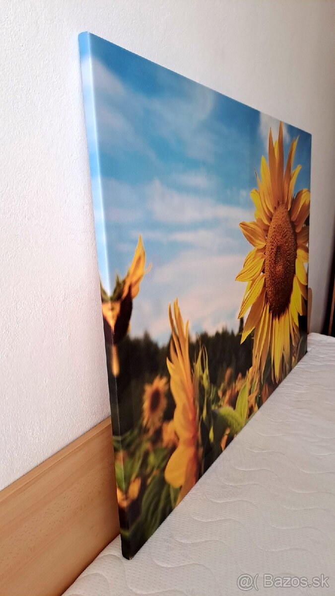 Obraz Slnečnice 140x95 - 2