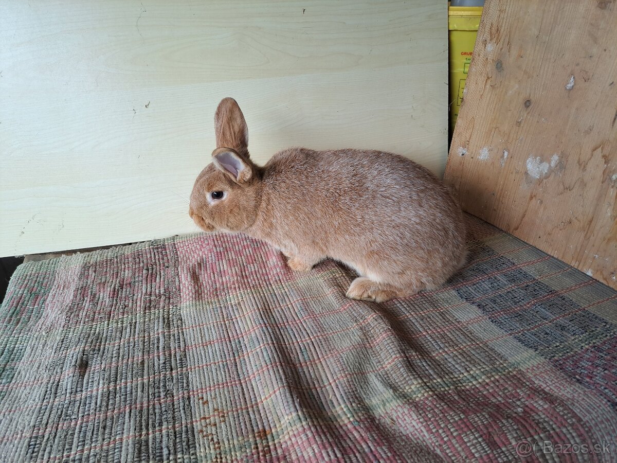 Strieborný žltý - 2