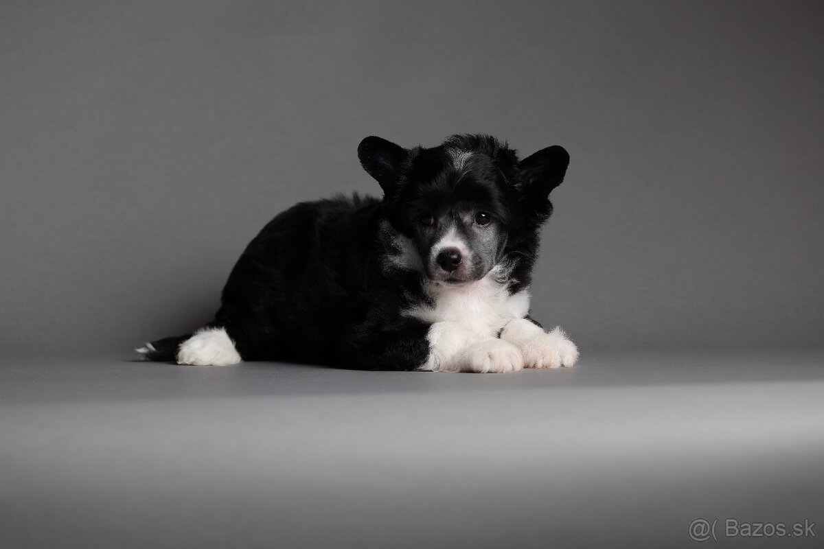 Čínsky chocholatý pes - 2