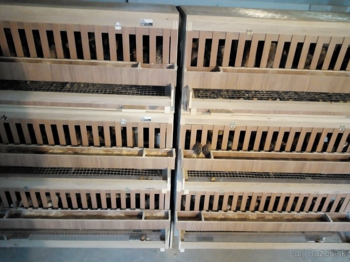 Japonské prepelice - 2