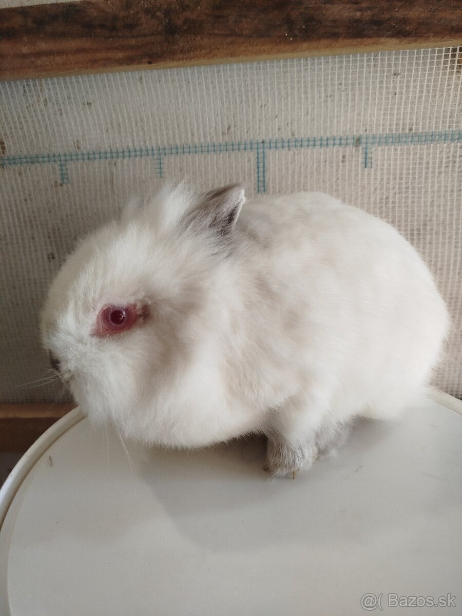 Samička zakrsleho králika - 2