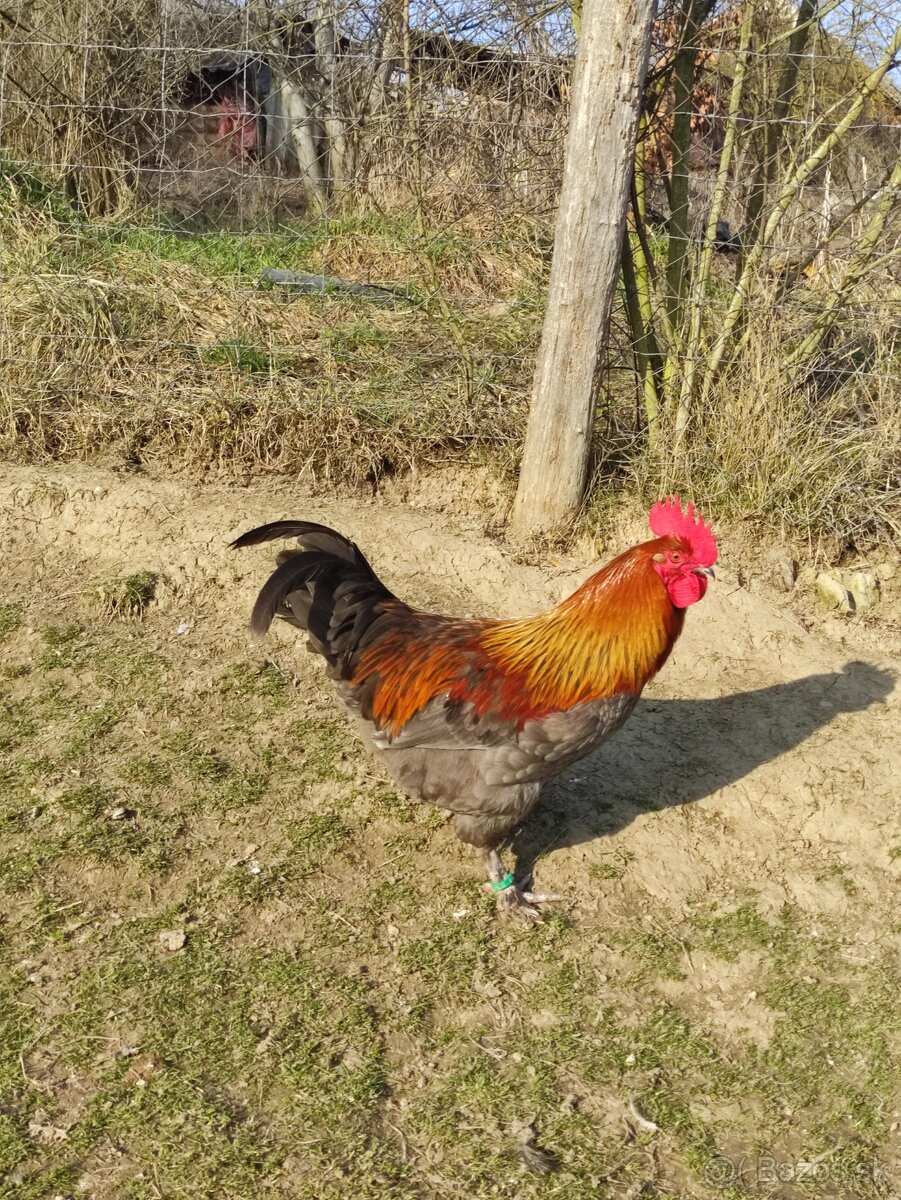 KOHÚT 🐓 MARANS ,+ KÚPIM SLIEPKY - 2