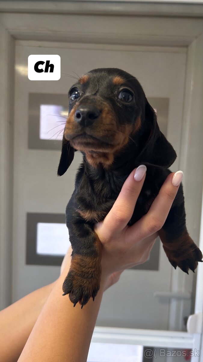 Trpazličí jazvečík - 2