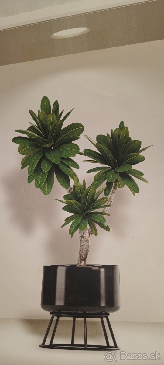 3D samolepka na stenu rastlina kvet Bonami - 2