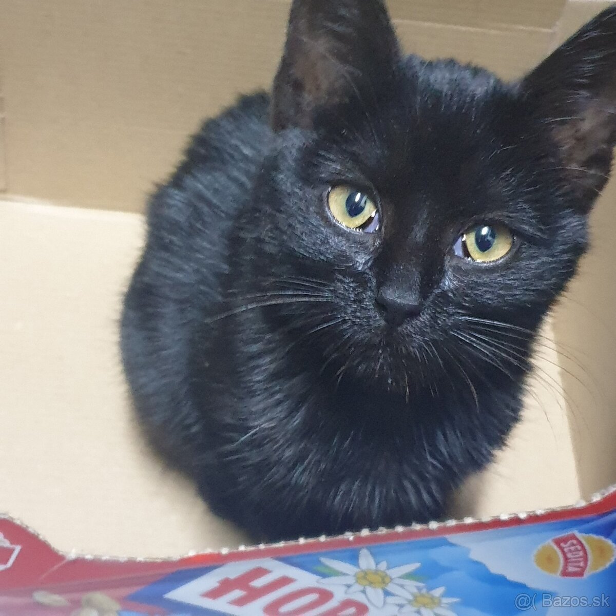 Darujem mačiatko - 2