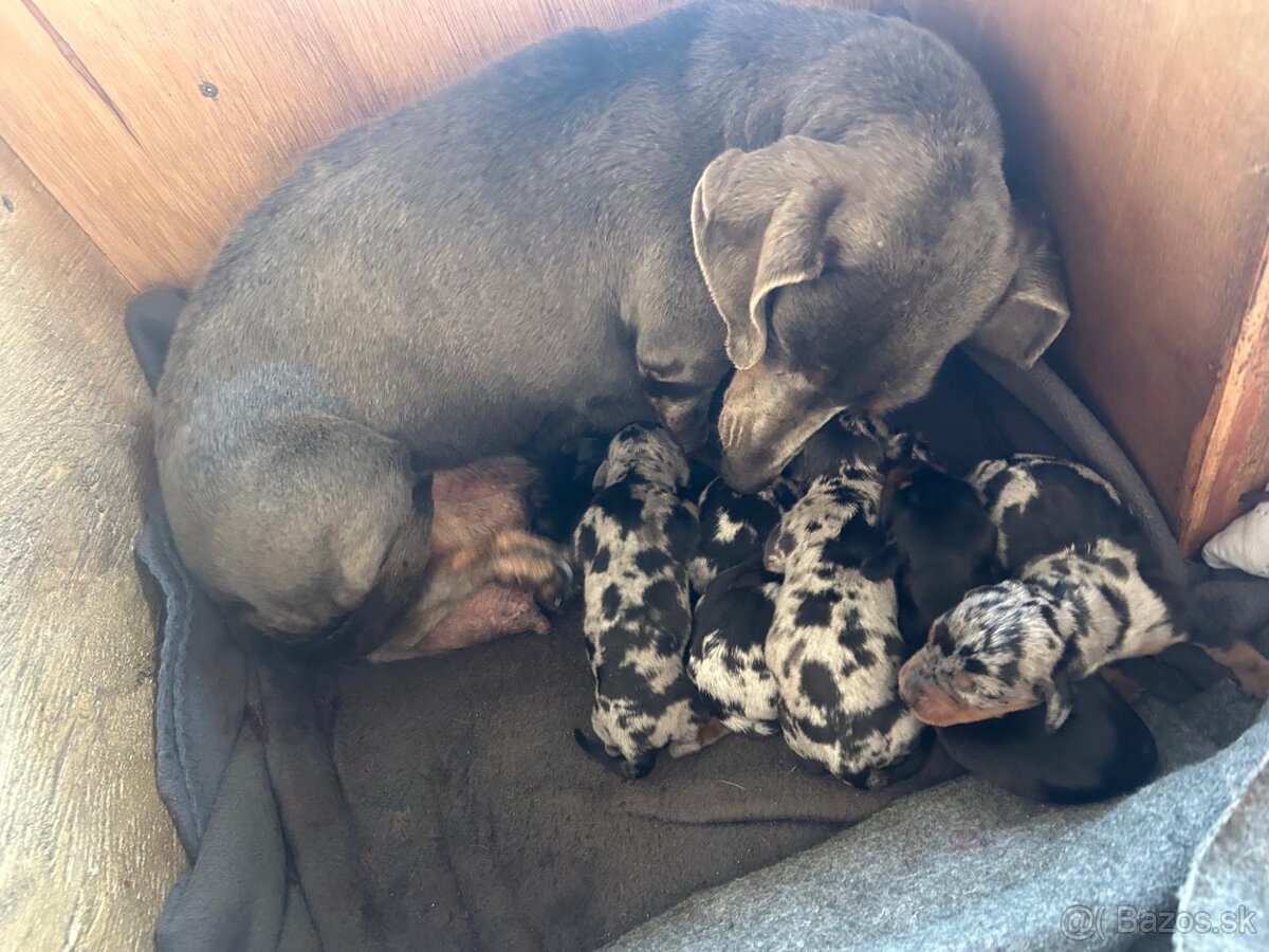 Predám jazvečíkov - hladkosrstý štandard krátkosrstý - 2