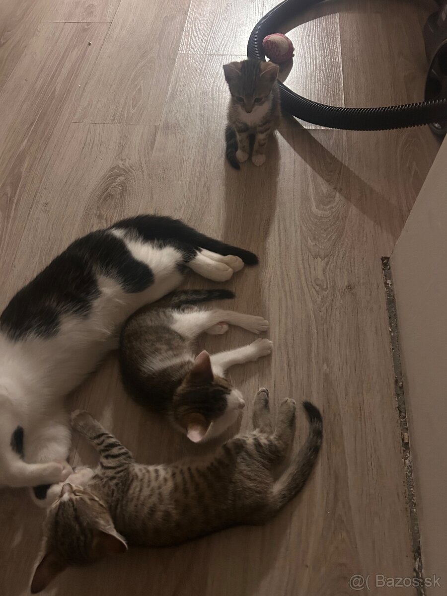 Darujem krásne mačiatka do dobrých rúk - 2