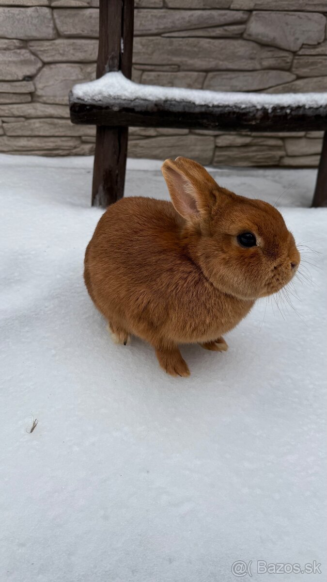 Zákrslý králik❤️ - 2