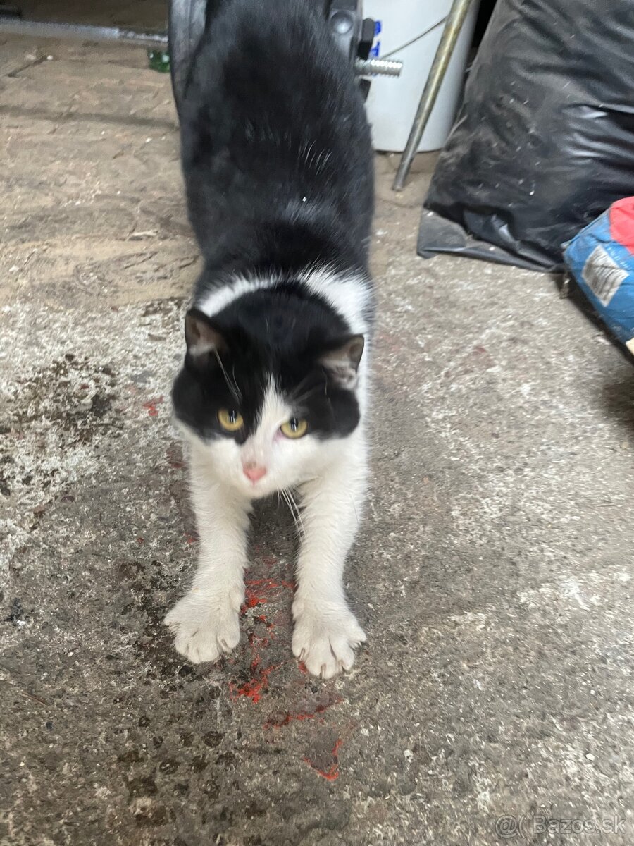 Darujem mačičku súrne - 2