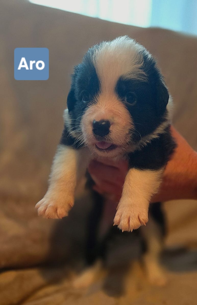 Border kólia s PP - 2