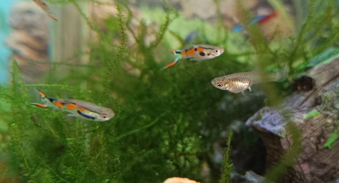 Predám mladé živorodky Endlerky - 2