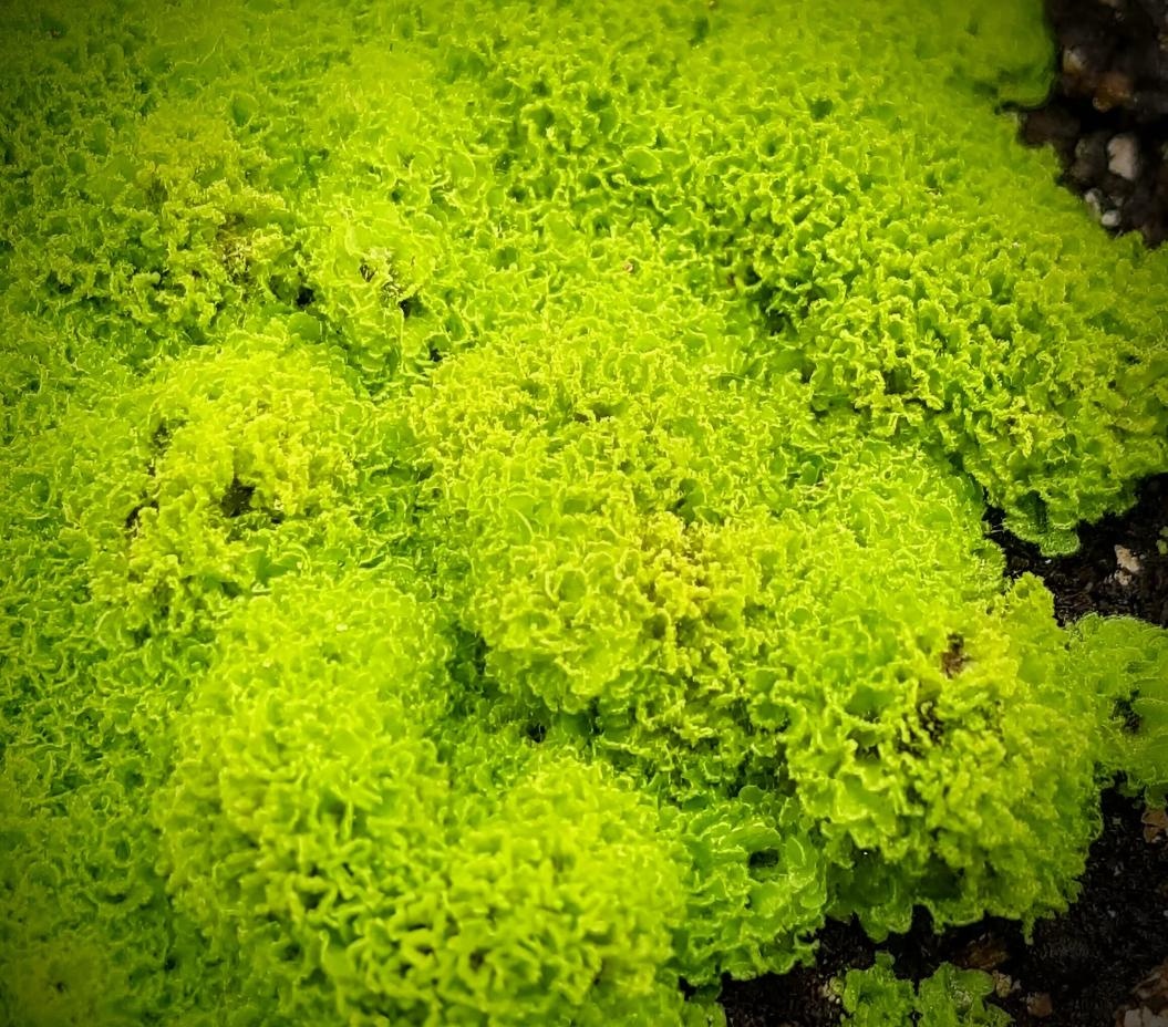 Rastlina tropického paludária Antrophyum cf. Plantagineum - 2