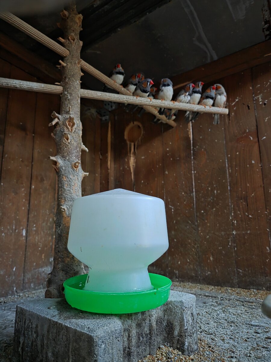 Astrild drobotina zebričky pasovnik pestunka - 2