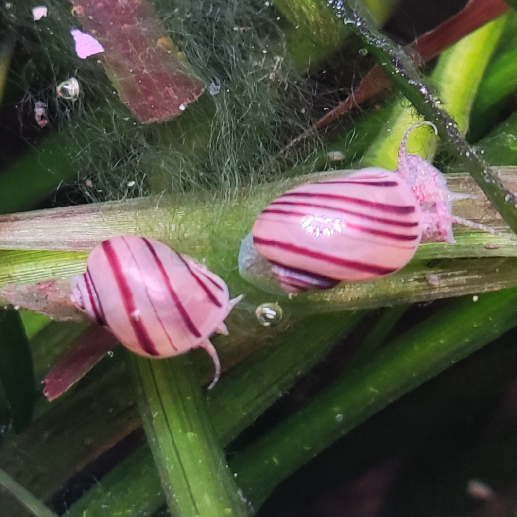 Asolene spixi - Mini Ampulária špirálová - 2