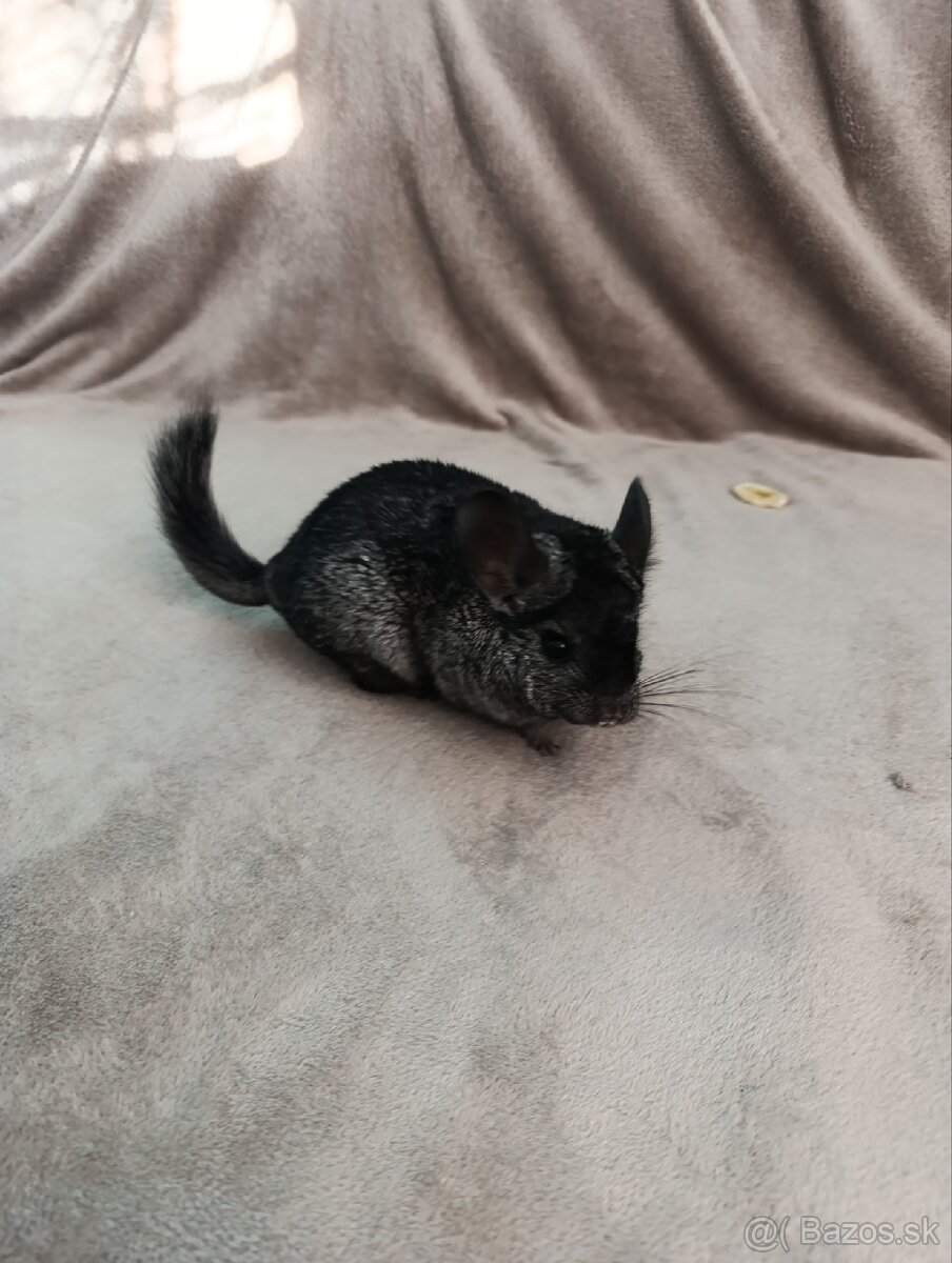 Predám činčile do dobrých rúk - 2