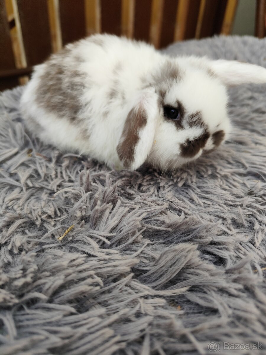 Minilop samička s VP - 2