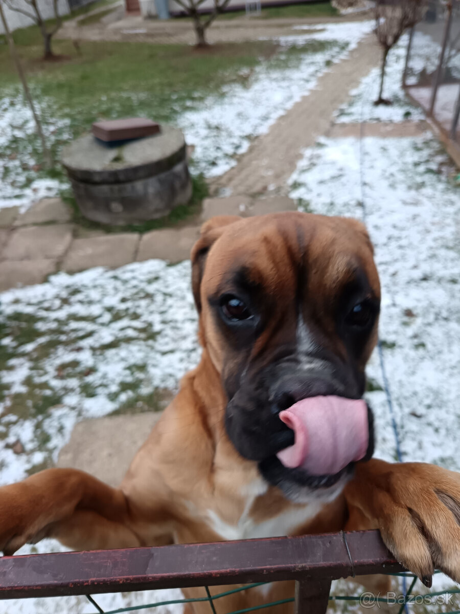 Hľadám psa Boxera na krytie - 2