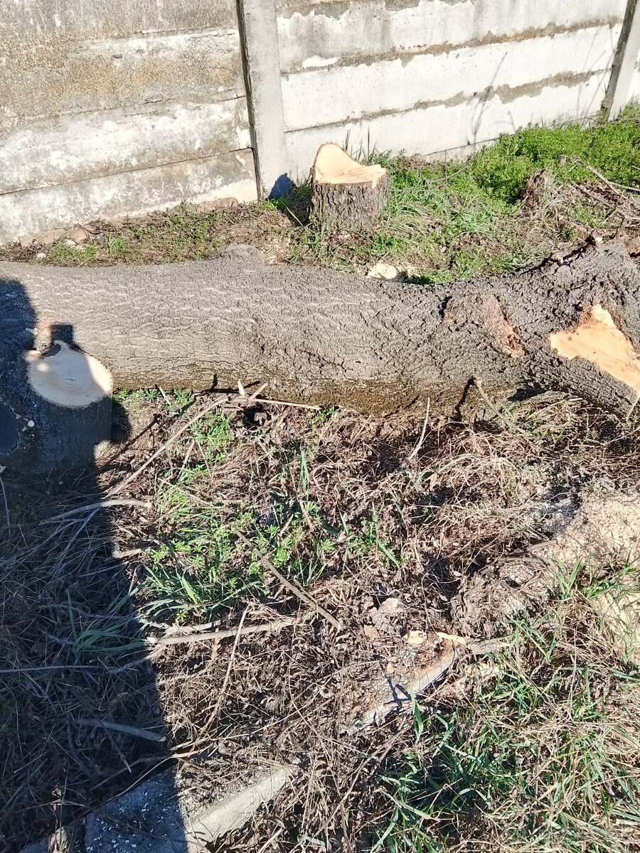 Jaseňové kmene - 2