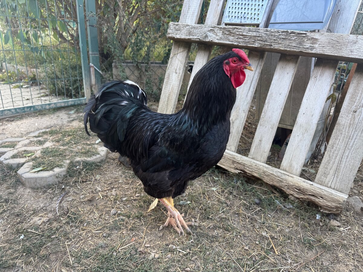 Kohút Oravky čiernej - 2