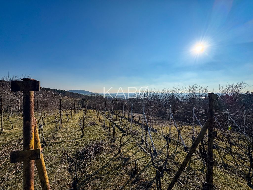 Vinica na oddych pri Nitre - 895 m2 - 2