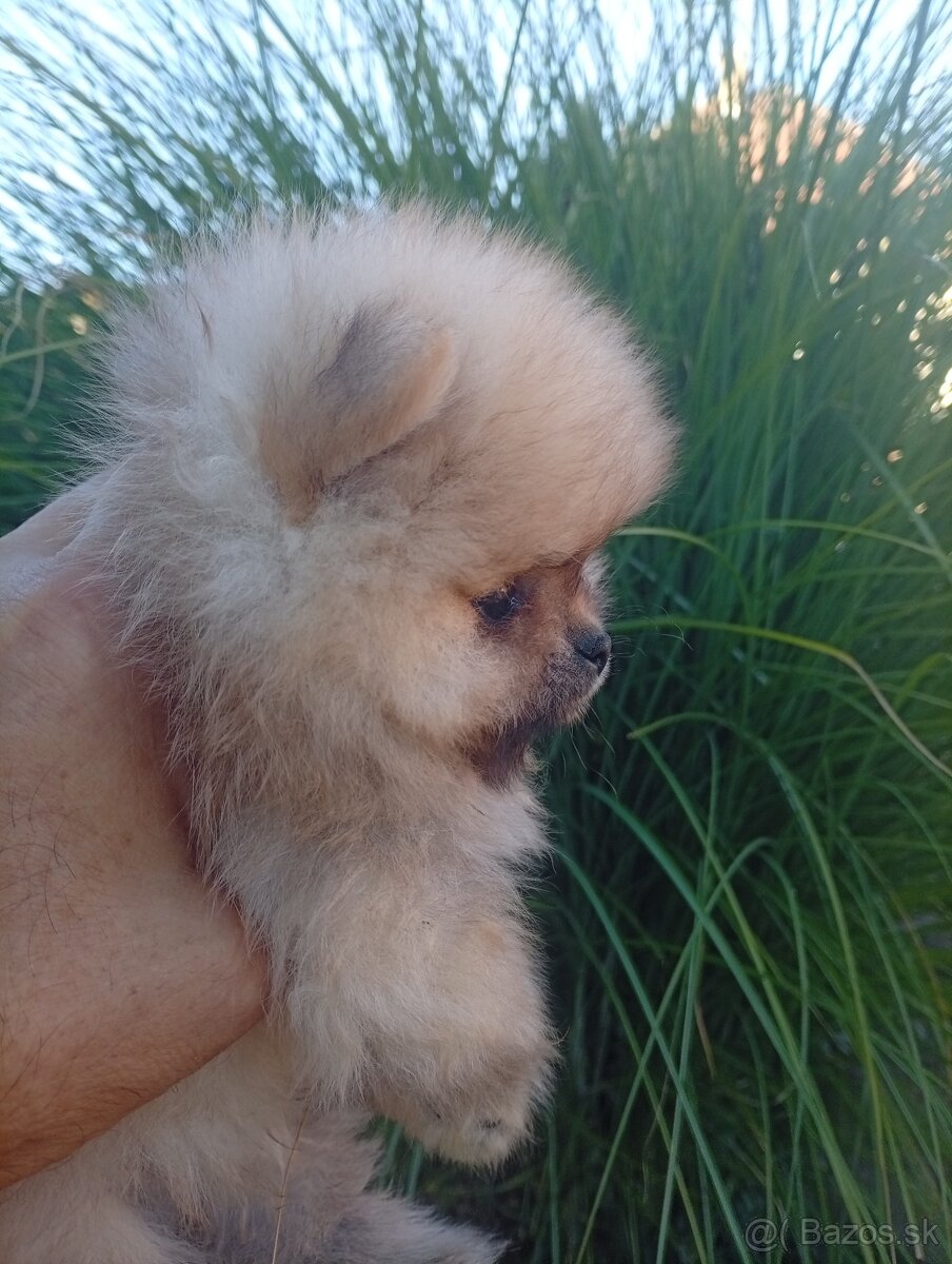 Pomeranian - oranžový špic - 2