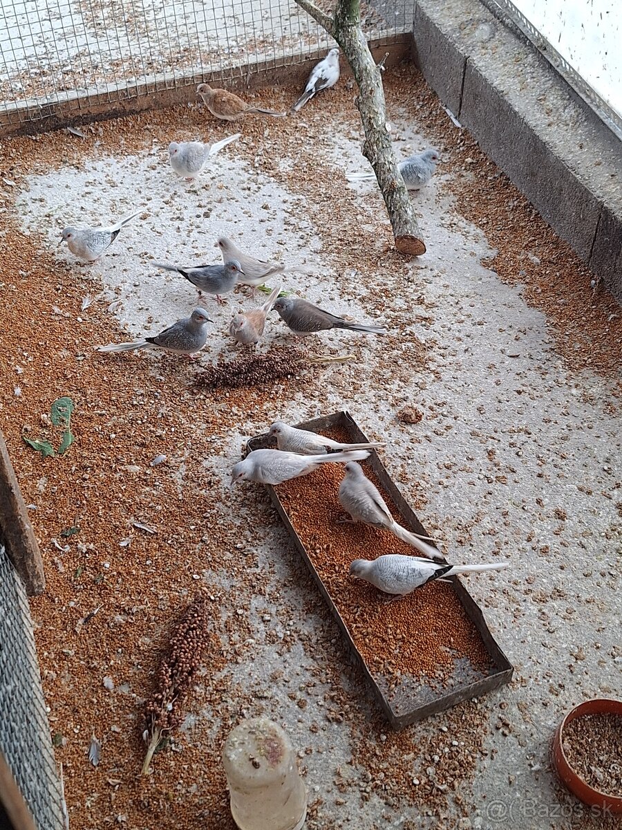 Holubky diamantové - 2