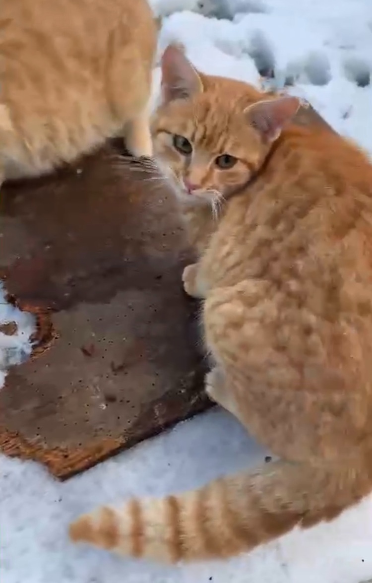 SÚRNE HĽADJÚ NOVÝ DOMOV - 2