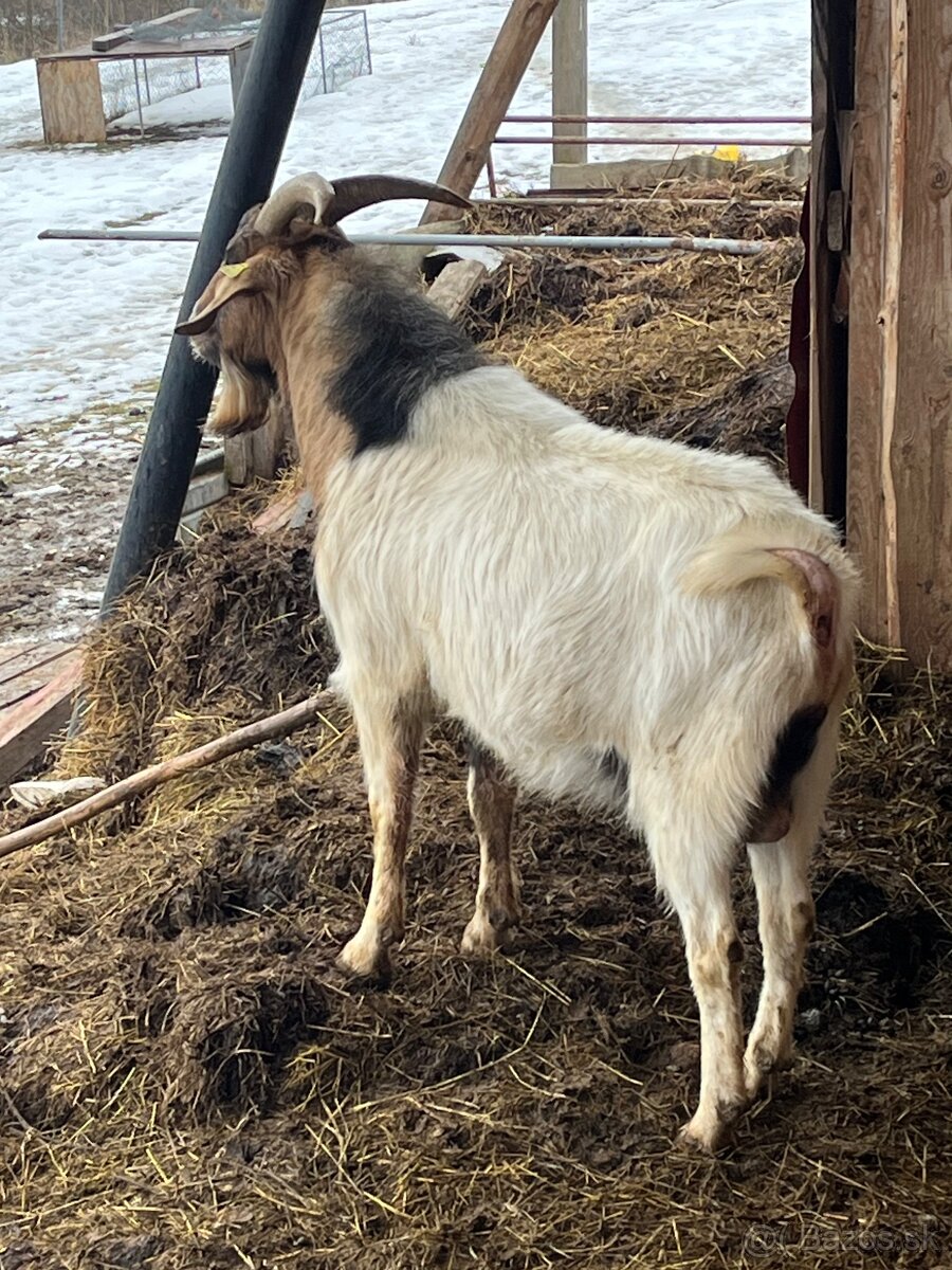 Predám 2 ročného capa - 2