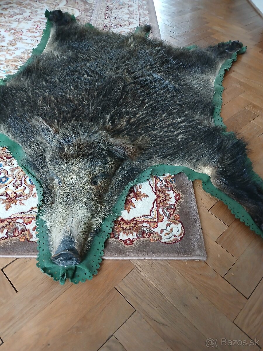 Diviačia trofej - 2