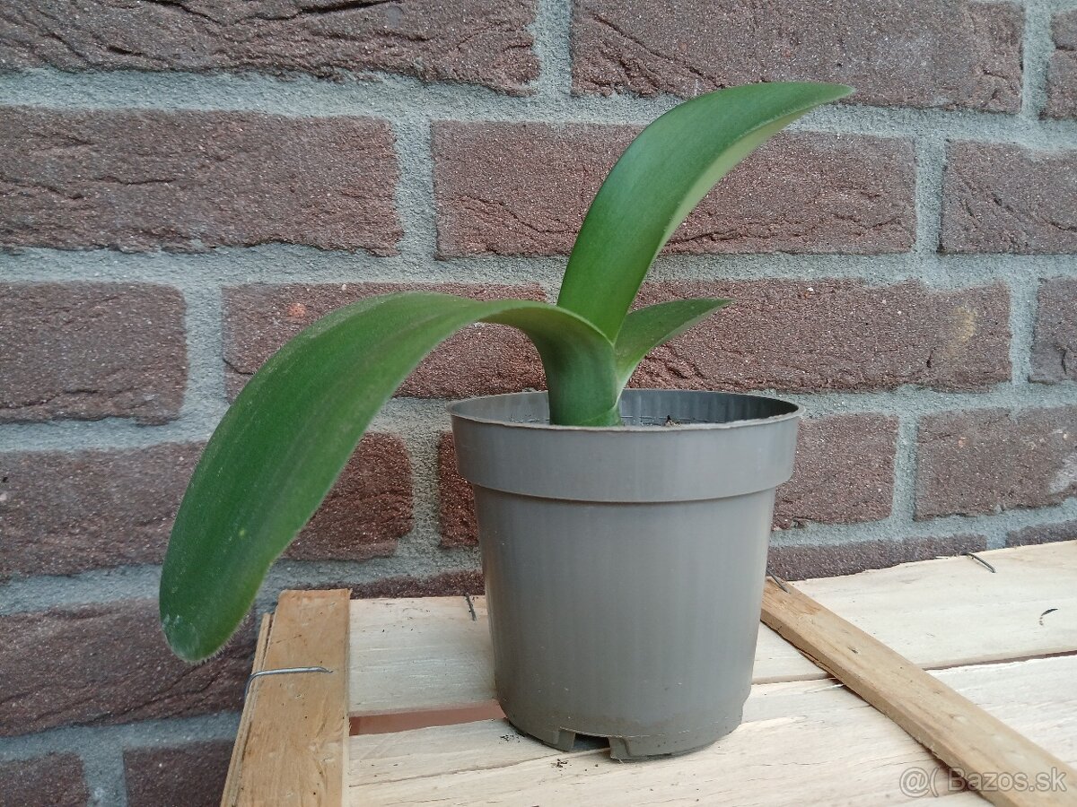 Hemant bielokvetý - Haemanthus albiflos - 2