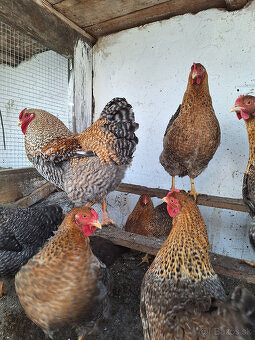 Nasadové vajcia - 2