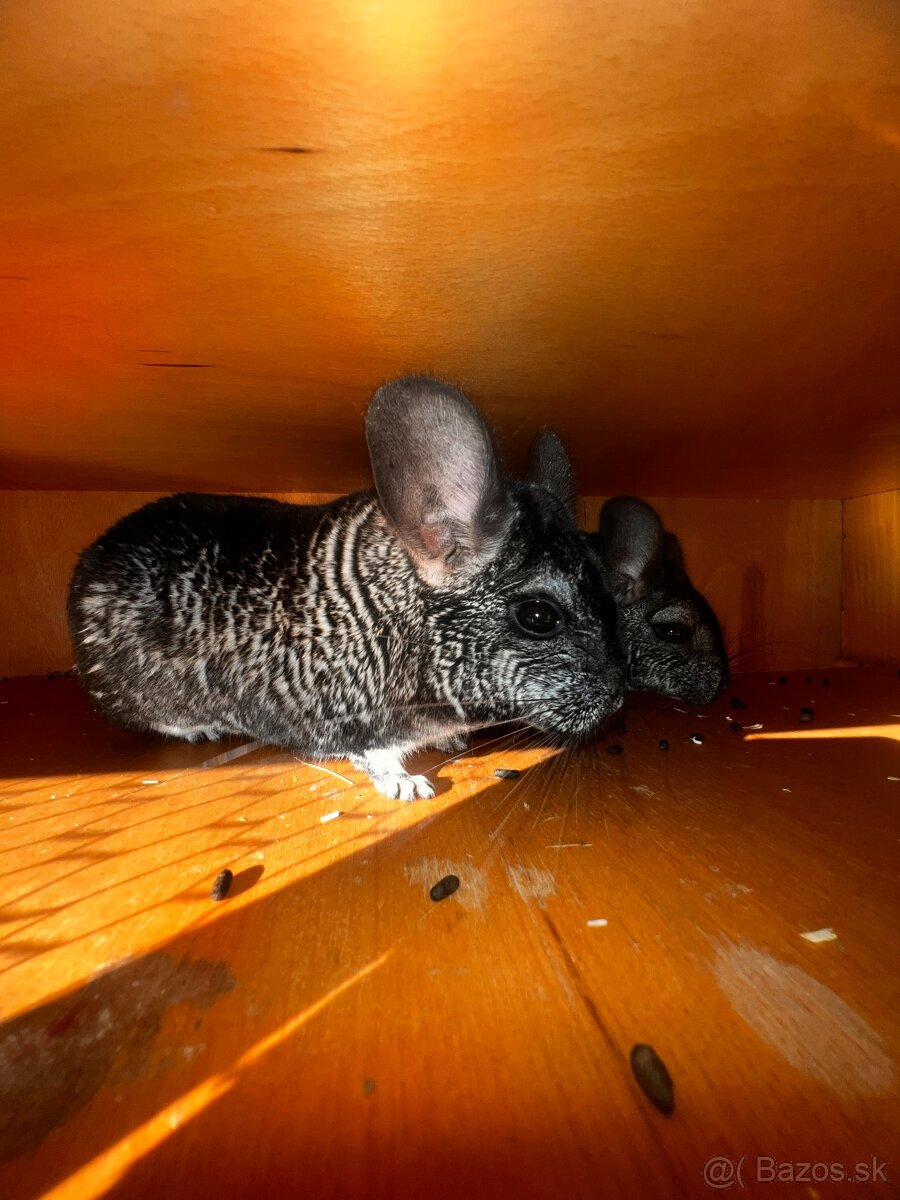 Predám Činčilu REZEROVANÉ VŠETKY - 2