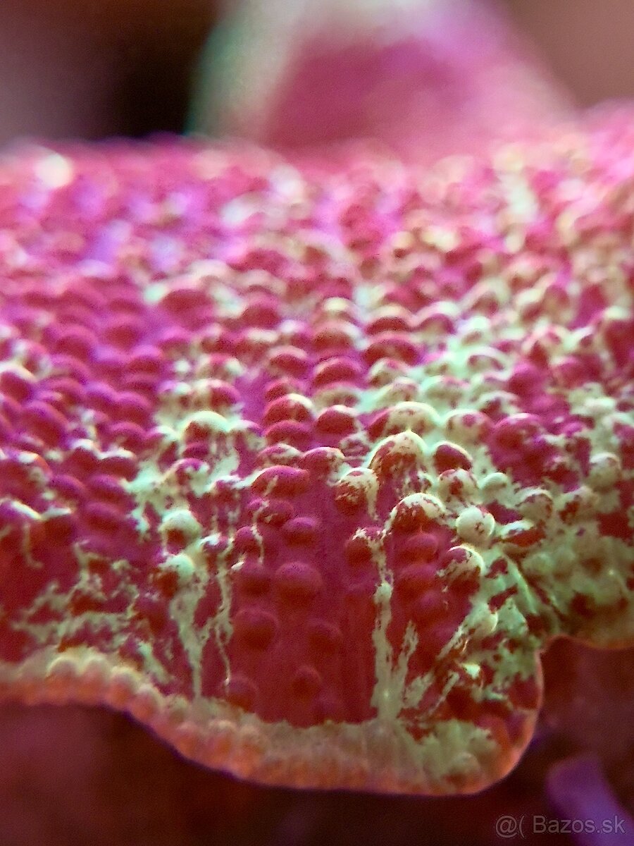 Discosoma eclectus - 2