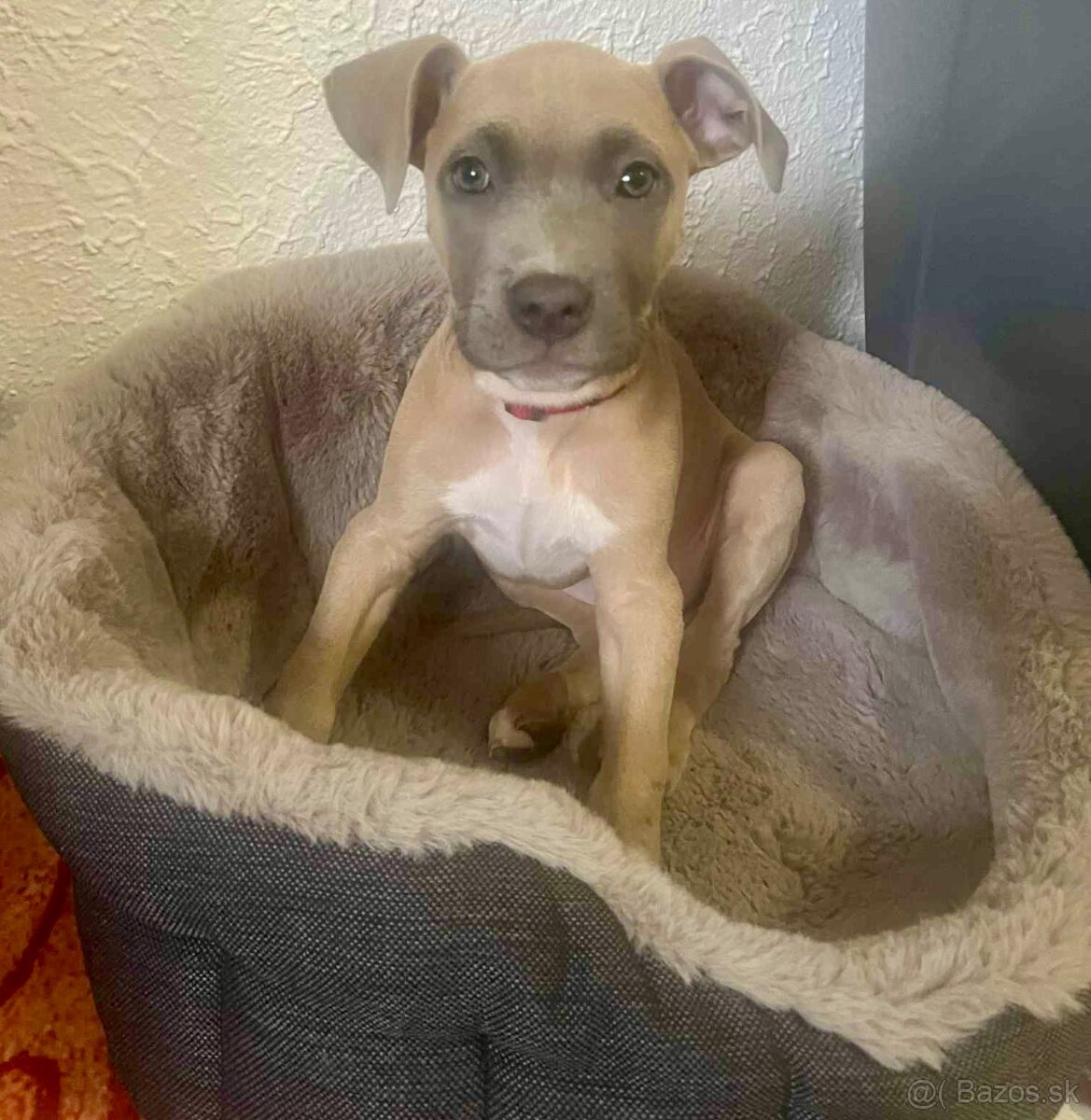 americký Stafford - 2