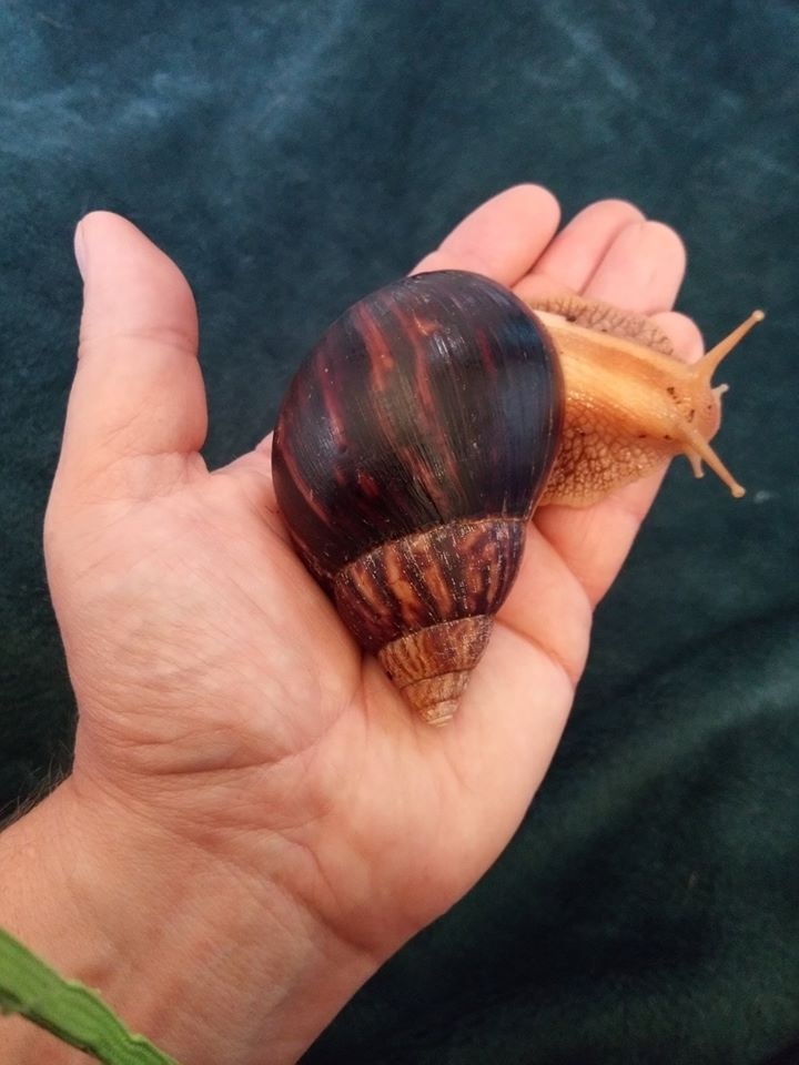 Africké slimáky - 2