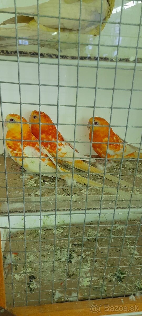 Predám rozela penant a papagáj spevavý - 2