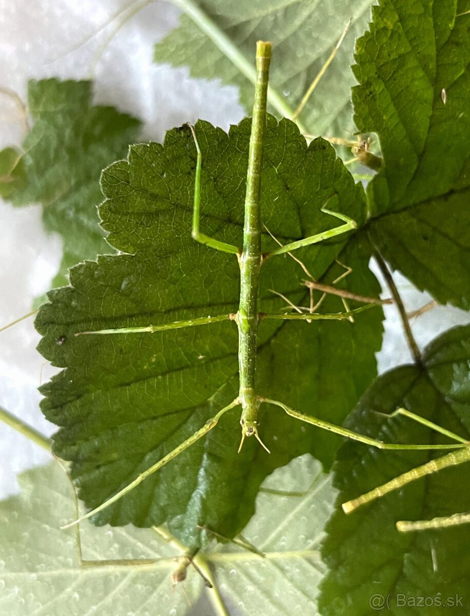 Pakobylka rozkatá Medauroidea extradentata, - 2