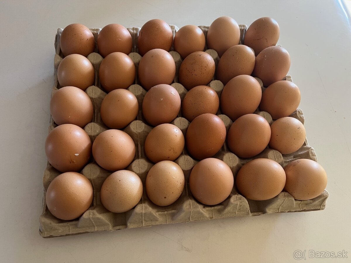 Hempšír a Vlaška jarabičia. - 2