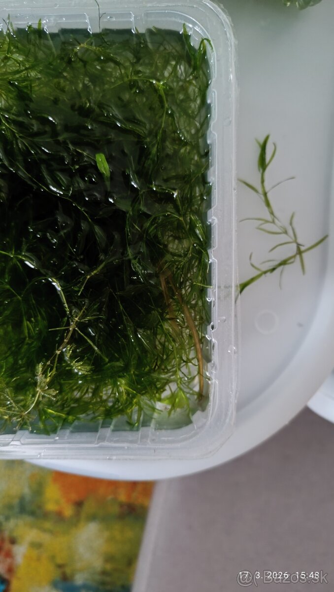 Rastliny do akvária - 2