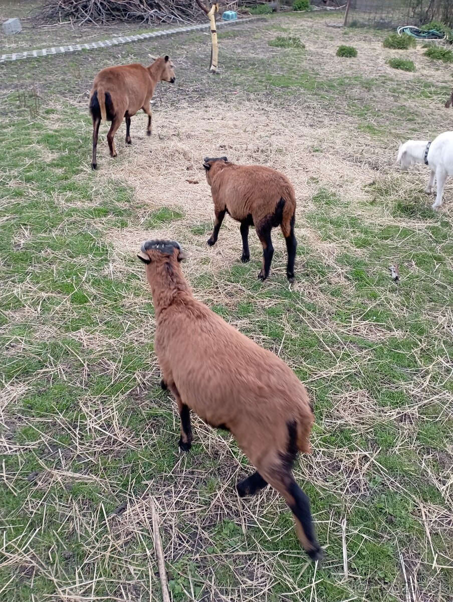 Kamerunské ovce - 2