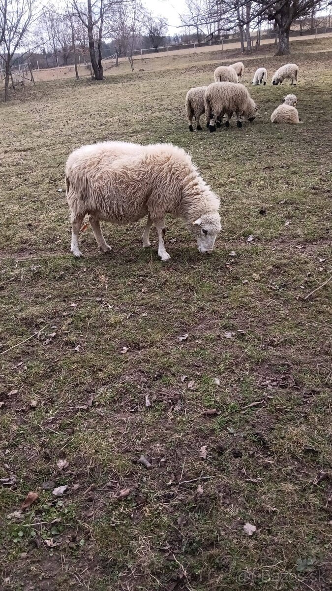 Ovce, zošľachtená valaška - 2