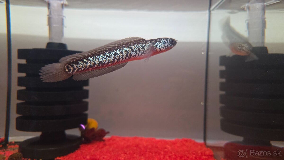 Channa Asiatica Kalimaya - 2