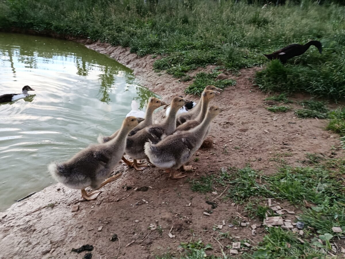 Húsatá, 3 týždňové - 2