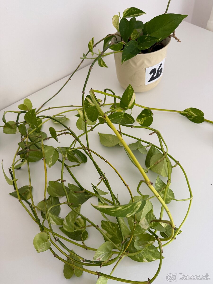 Predám izbovú rastlinu Epipremnum č.26 za 5€ - 2