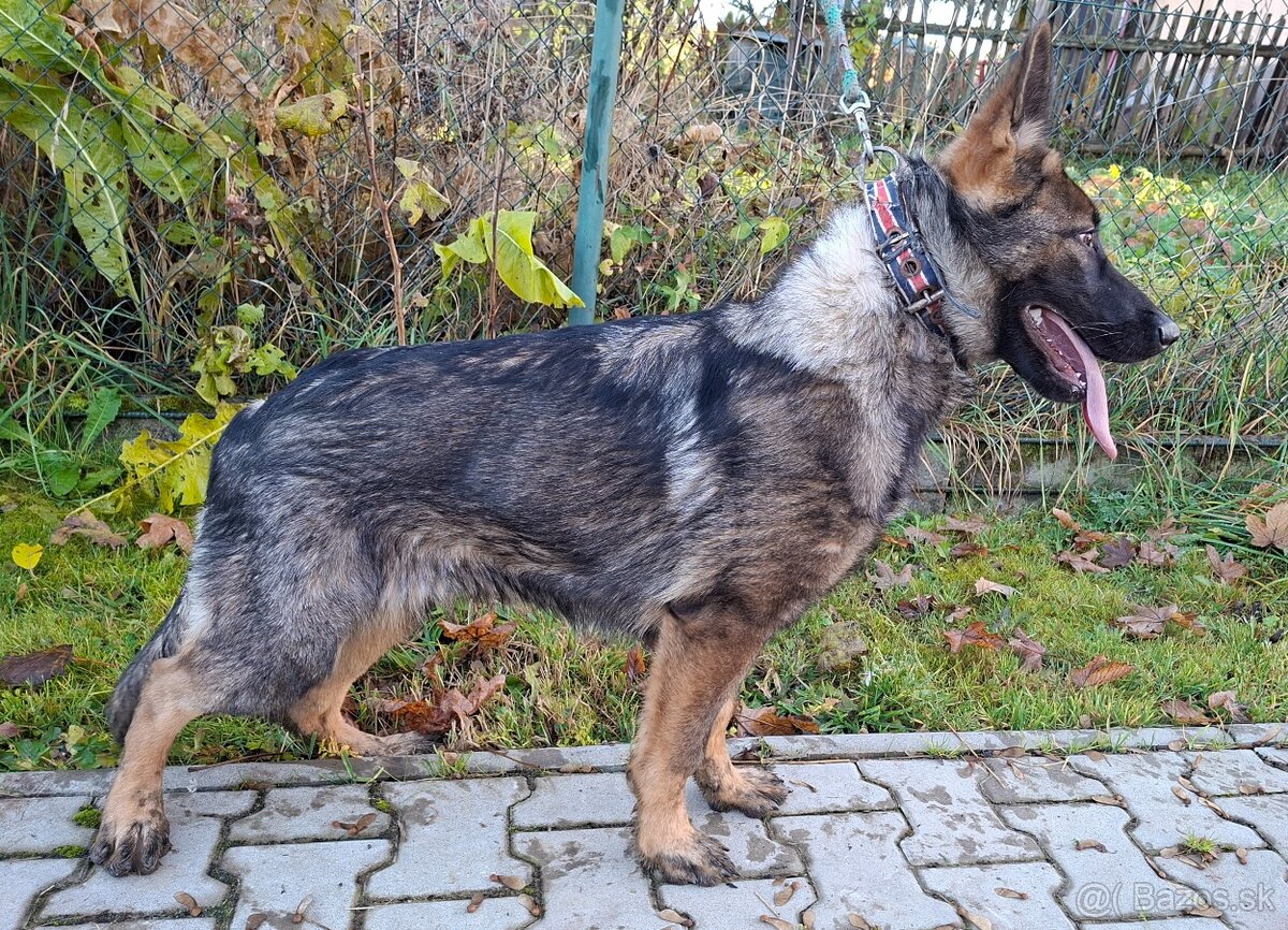 Nemecký ovčiak šteňa - 2