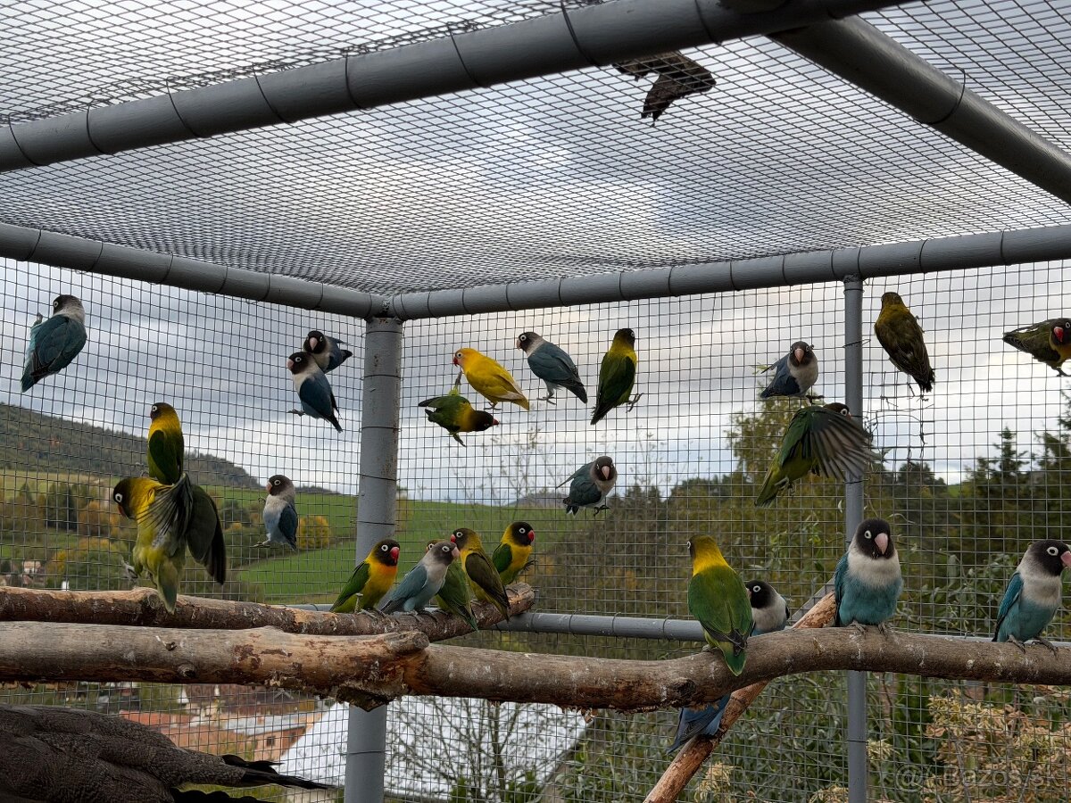 Agapornis škraboškový - 2