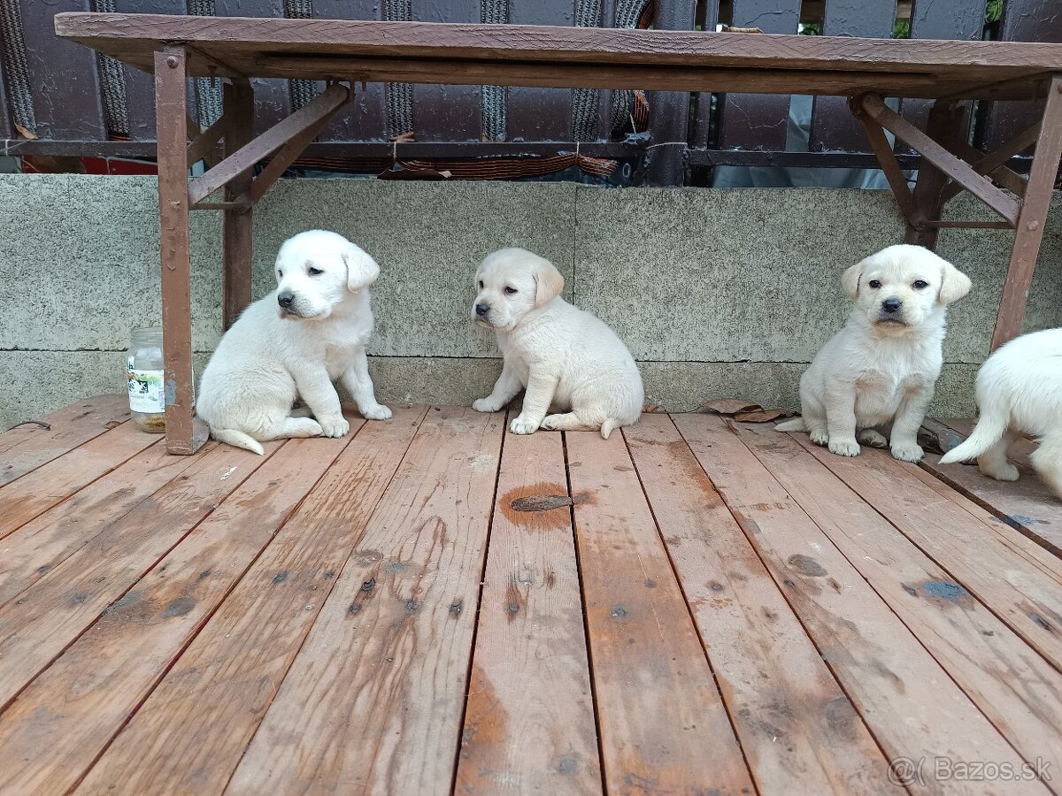 Labradorsky retriever - 2