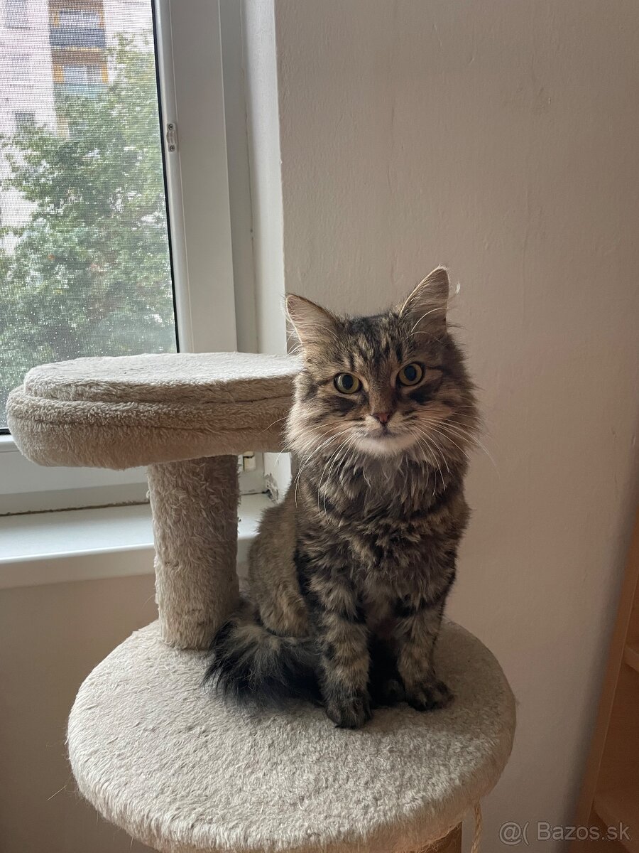 Perzské mačičky - 2